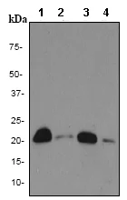 Western blot - Anti-RKIP antibody [EPR2875Y] (AB76582)