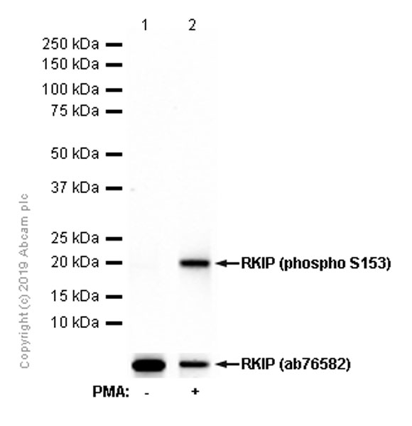 Western blot - Anti-RKIP (phospho S153) antibody [EP2845Y] (AB75971)