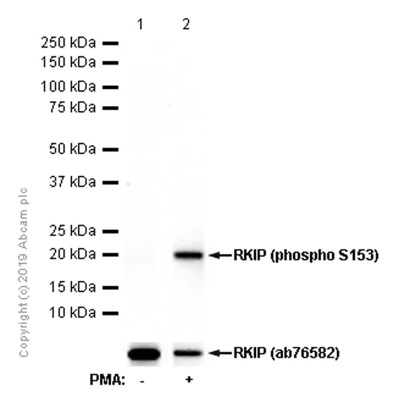 Western blot - Anti-RKIP (phospho S153) antibody [EP2845Y] - BSA and Azide free (AB247417)