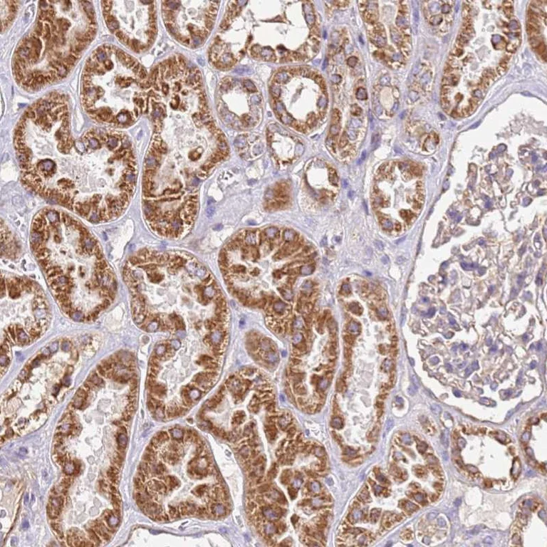 Immunohistochemistry (Formalin/PFA-fixed paraffin-embedded sections) - Anti-RMND5A antibody (AB254902)