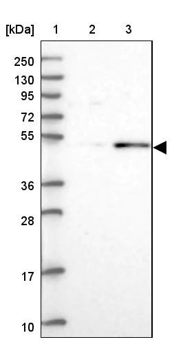Western blot - Anti-RMND5A antibody (AB254902)