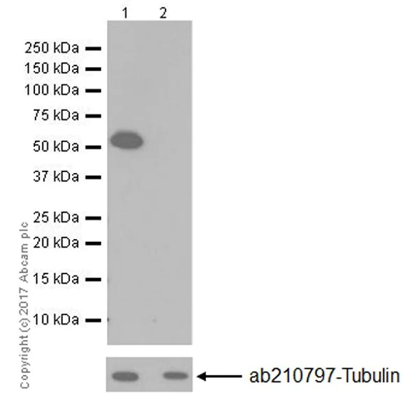 Western blot - Anti-RMS1 antibody [EPR20103] (AB202438)