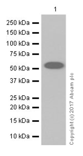 Western blot - Anti-RMS1 antibody [EPR20103] - BSA and Azide free (AB251372)