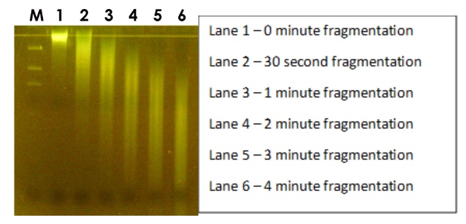 Electrophoresis - RNA Fragmentation Reagent Kit (AB323459), expandable thumbnail