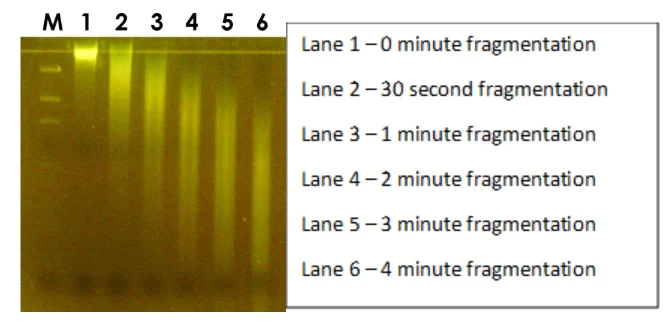 Electrophoresis - RNA Fragmentation Reagent Kit (AB323459)