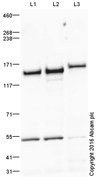 Western blot - Anti-RNA Helicase A antibody (AB26271)