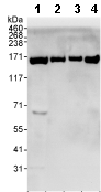 Western blot - Anti-RNA Helicase A antibody (AB70777), expandable thumbnail