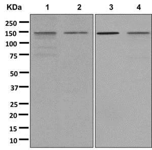 Western blot - Anti-RNA Helicase A antibody [EPR13520(B)] - BSA and Azide free (AB250189)