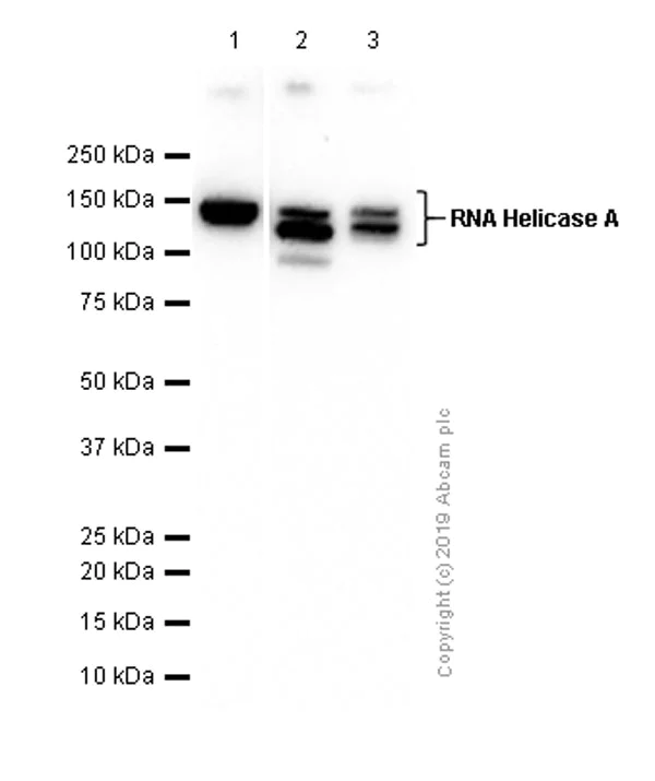 Western blot - Anti-RNA Helicase A antibody [EPR13521] (AB183731)
