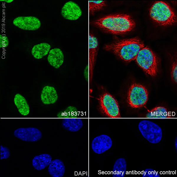 Immunocytochemistry/ Immunofluorescence - Anti-RNA Helicase A antibody [EPR13521] - BSA and Azide free (AB238985)