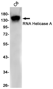 Western blot - Anti-RNA Helicase A Antibody [S03-8A8] (AB317399)