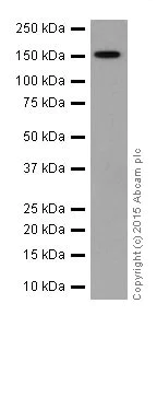 Western blot - Anti-RNA polymerase beta antibody [EPR18704] (AB191598)
