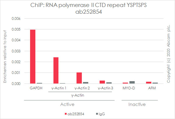 ChIP - Anti-RNA polymerase II CTD repeat YSPTSPS antibody [1C7] (AB252854)