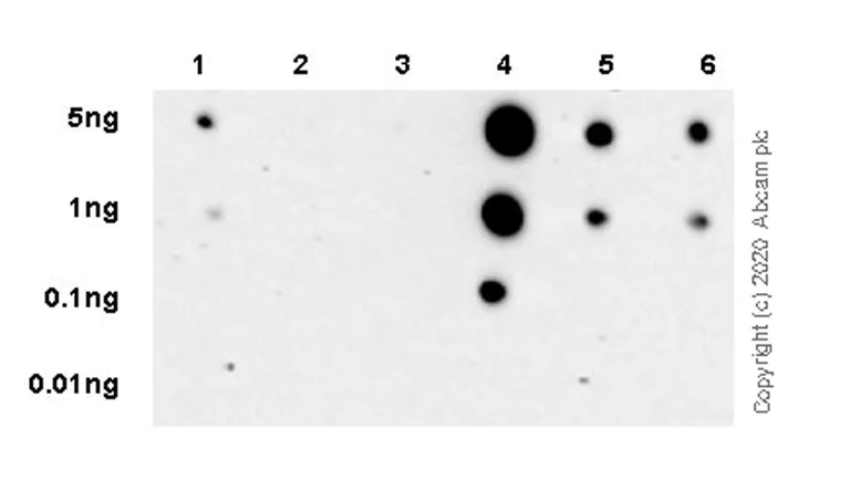 Dot Blot - Anti-RNA polymerase II CTD repeat YSPTSPS antibody [1C7] - BSA and Azide free (AB255848)