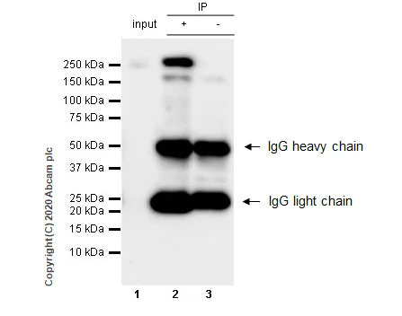 Immunoprecipitation - Anti-RNA polymerase II CTD repeat YSPTSPS antibody [1C7] - BSA and Azide free (AB255848)