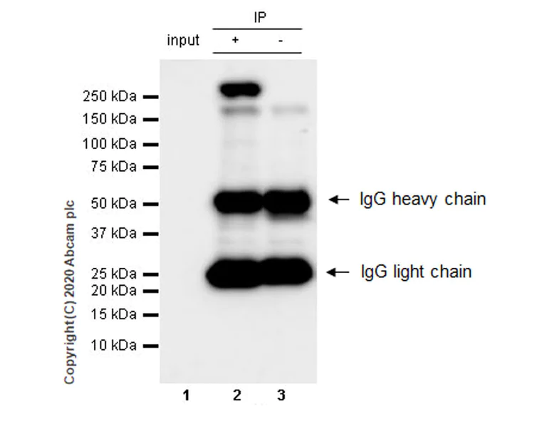 Immunoprecipitation - Anti-RNA polymerase II CTD repeat YSPTSPS antibody [1C7] - BSA and Azide free (AB255848)