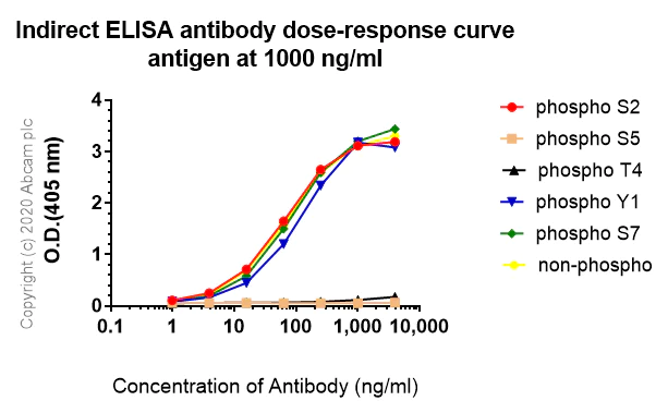 Indirect ELISA - Anti-RNA polymerase II CTD repeat YSPTSPS antibody [1C7] - BSA and Azide free (AB255848)
