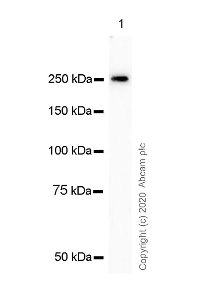 Western blot - Anti-RNA polymerase II CTD repeat YSPTSPS antibody [1C7] - BSA and Azide free (AB255848)