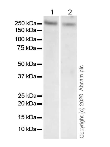 Western blot - Anti-RNA polymerase II CTD repeat YSPTSPS antibody [1C7] - BSA and Azide free (AB255848)