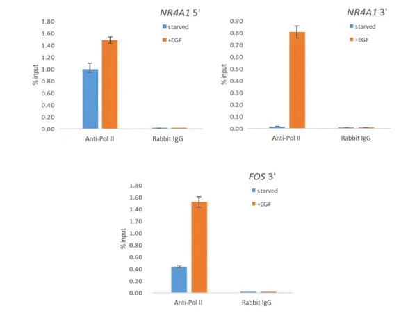 ChIP - Anti-RNA polymerase II CTD repeat YSPTSPS antibody (AB263971)