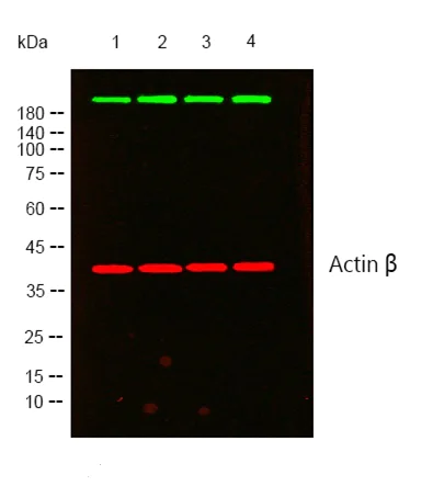 Western blot - Anti-RNA polymerase II CTD repeat YSPTSPS antibody (AB52202)