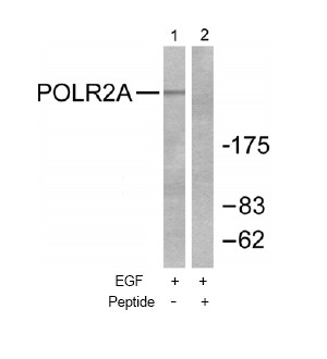 Western blot - Anti-RNA polymerase II CTD repeat YSPTSPS antibody (AB52202), expandable thumbnail
