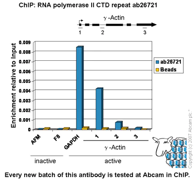 ChIP - Anti-RNA polymerase II CTD repeat YSPTSPS antibody - ChIP Grade (AB26721)