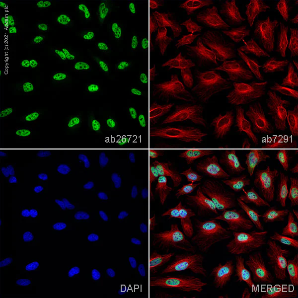 Immunocytochemistry/ Immunofluorescence - Anti-RNA polymerase II CTD repeat YSPTSPS antibody - ChIP Grade (AB26721)