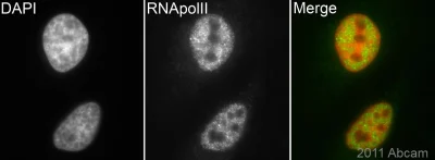 Immunocytochemistry/ Immunofluorescence - Anti-RNA polymerase II CTD repeat YSPTSPS antibody - ChIP Grade (AB26721)