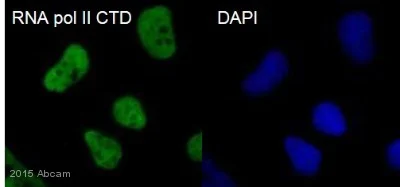 Immunocytochemistry/ Immunofluorescence - Anti-RNA polymerase II CTD repeat YSPTSPS antibody - ChIP Grade (AB26721)