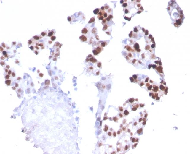 Immunohistochemistry (Formalin/PFA-fixed paraffin-embedded sections) - Anti-RNA polymerase II CTD repeat YSPTSPS antibody [CTD4H8] (AB270250), expandable thumbnail