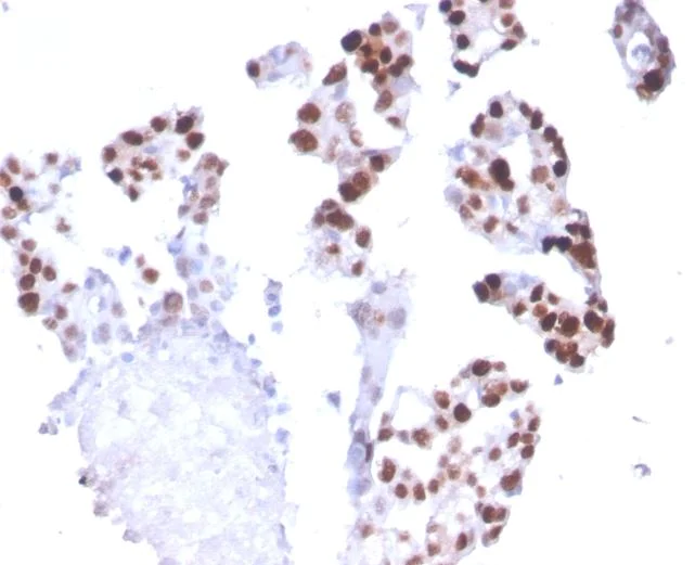 Immunohistochemistry (Formalin/PFA-fixed paraffin-embedded sections) - Anti-RNA polymerase II CTD repeat YSPTSPS antibody [CTD4H8] (AB270250)