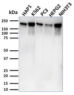 Western blot - Anti-RNA polymerase II CTD repeat YSPTSPS antibody [CTD4H8] (AB270250), expandable thumbnail