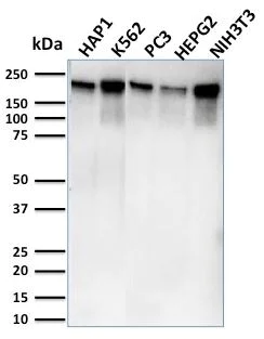 Western blot - Anti-RNA polymerase II CTD repeat YSPTSPS antibody [CTD4H8] (AB270250)
