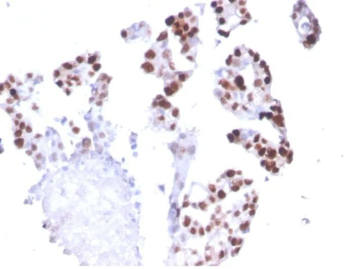 Immunohistochemistry (Formalin/PFA-fixed paraffin-embedded sections) - Anti-RNA polymerase II CTD repeat YSPTSPS antibody [CTD4H8] - BSA and Azide free (AB270284)