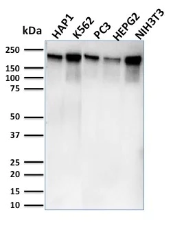 Western blot - Anti-RNA polymerase II CTD repeat YSPTSPS antibody [CTD4H8] - BSA and Azide free (AB270284)