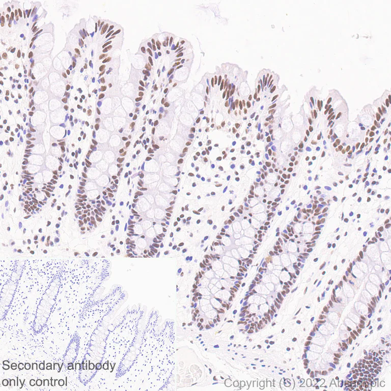 Immunohistochemistry (Formalin/PFA-fixed paraffin-embedded sections) - Anti-RNA polymerase II CTD repeat YSPTSPS antibody [EPR24494-59] (ChIP Grade) (AB300575)