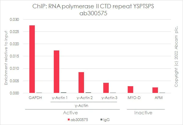 ChIP - Anti-RNA polymerase II CTD repeat YSPTSPS antibody [EPR24494-59] - ChIP Grade - BSA and Azide free (AB300576)