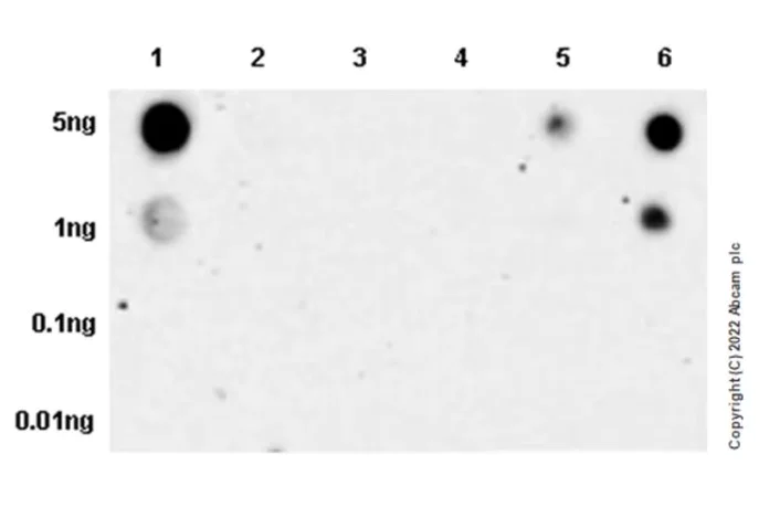 Dot Blot - Anti-RNA polymerase II CTD repeat YSPTSPS antibody [EPR24494-59] - ChIP Grade - BSA and Azide free (AB300576)