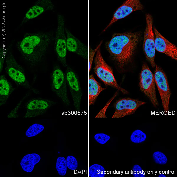 Immunocytochemistry/ Immunofluorescence - Anti-RNA polymerase II CTD repeat YSPTSPS antibody [EPR24494-59] - ChIP Grade - BSA and Azide free (AB300576)