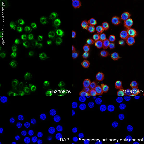Immunocytochemistry/ Immunofluorescence - Anti-RNA polymerase II CTD repeat YSPTSPS antibody [EPR24494-59] - ChIP Grade - BSA and Azide free (AB300576)