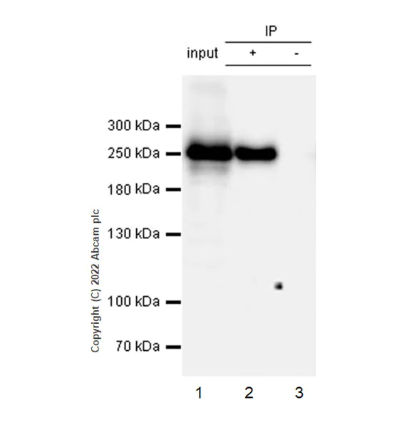 Immunoprecipitation - Anti-RNA polymerase II CTD repeat YSPTSPS antibody [EPR24494-59] - ChIP Grade - BSA and Azide free (AB300576)