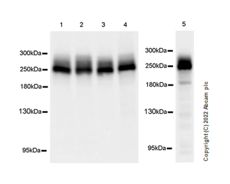 Western blot - Anti-RNA polymerase II CTD repeat YSPTSPS antibody [EPR24494-59] - ChIP Grade - BSA and Azide free (AB300576)
