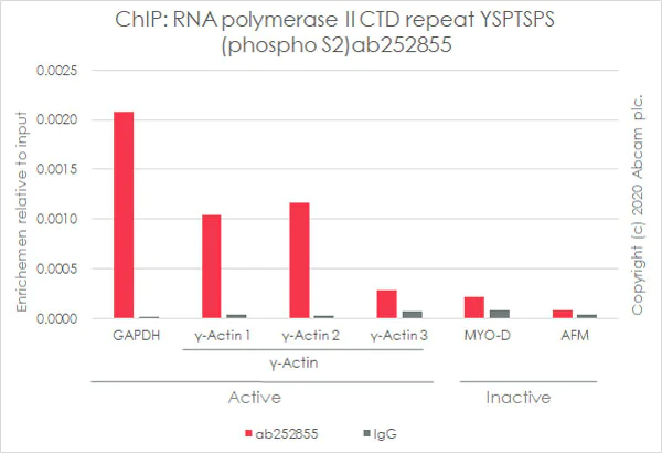 ChIP - Anti-RNA polymerase II CTD repeat YSPTSPS (phospho S2) antibody [3E10] (AB252855)