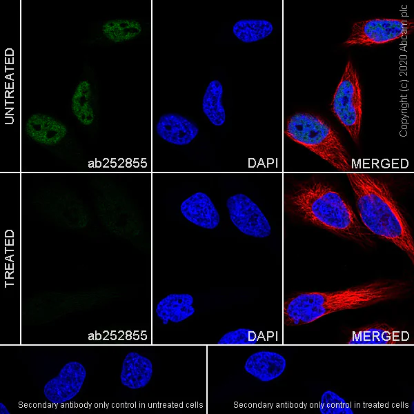 Immunocytochemistry/ Immunofluorescence - Anti-RNA polymerase II CTD repeat YSPTSPS (phospho S2) antibody [3E10] (AB252855)