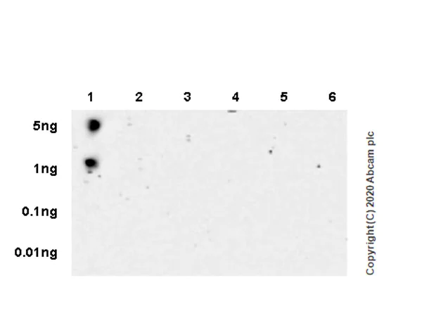 Dot Blot - Anti-RNA polymerase II CTD repeat YSPTSPS (phospho S2) antibody [3E10] - BSA and Azide free (AB255849)