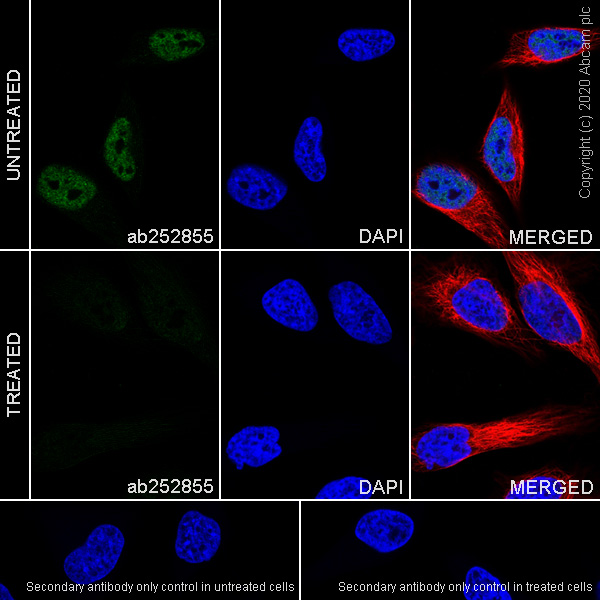 Immunocytochemistry/ Immunofluorescence - Anti-RNA polymerase II CTD repeat YSPTSPS (phospho S2) antibody [3E10] - BSA and Azide free (AB255849), expandable thumbnail
