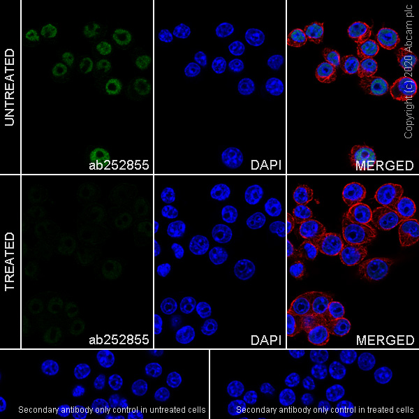 Immunocytochemistry/ Immunofluorescence - Anti-RNA polymerase II CTD repeat YSPTSPS (phospho S2) antibody [3E10] - BSA and Azide free (AB255849), expandable thumbnail