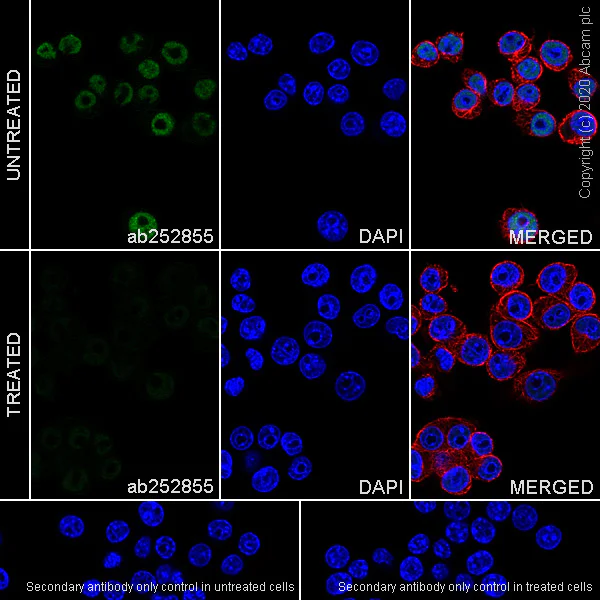 Immunocytochemistry/ Immunofluorescence - Anti-RNA polymerase II CTD repeat YSPTSPS (phospho S2) antibody [3E10] - BSA and Azide free (AB255849)