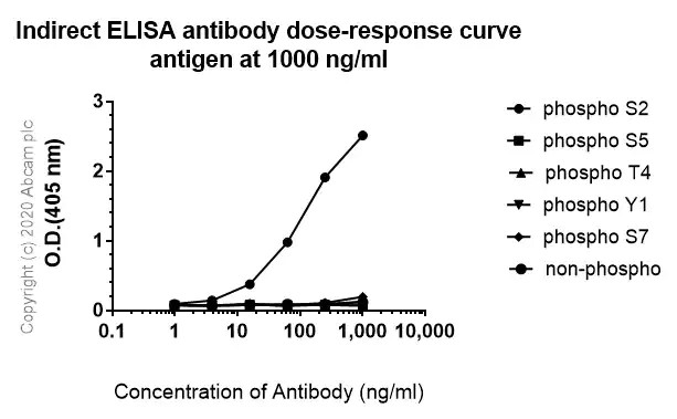 Indirect ELISA - Anti-RNA polymerase II CTD repeat YSPTSPS (phospho S2) antibody [3E10] - BSA and Azide free (ab255849), expandable thumbnail